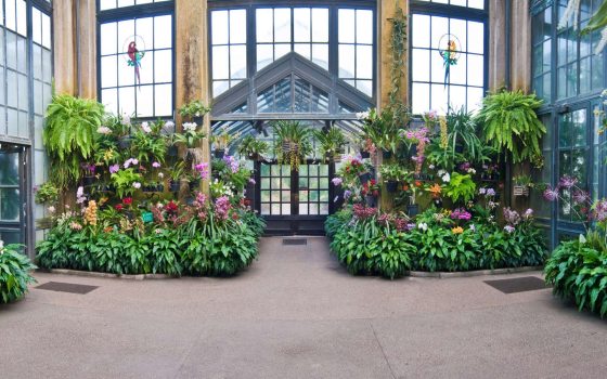 Navigating Our Orchid House | Longwood Gardens