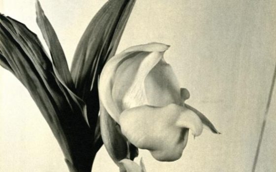 black and white image of a orchid 