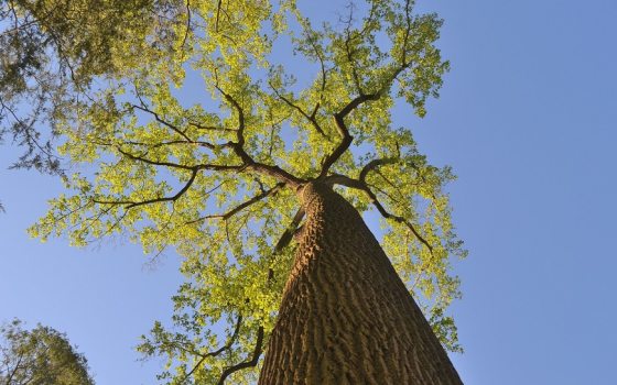 image of a tree looking up at the sky next to the trunk