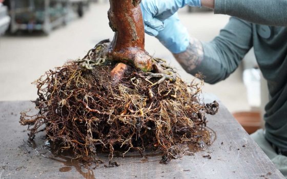 Character Development of a Bonsai | Longwood Gardens