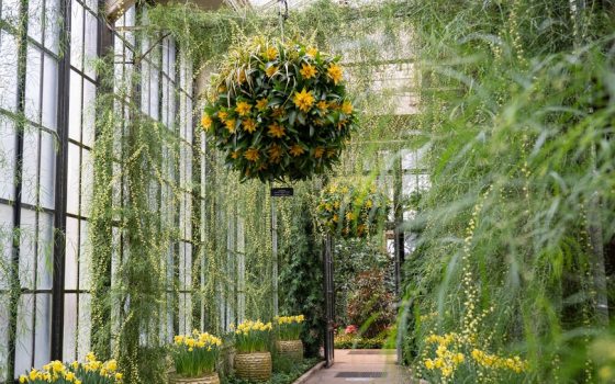 The Beauty of Height | Longwood Gardens