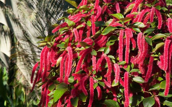 chenille plant's pink cascading flower clusters