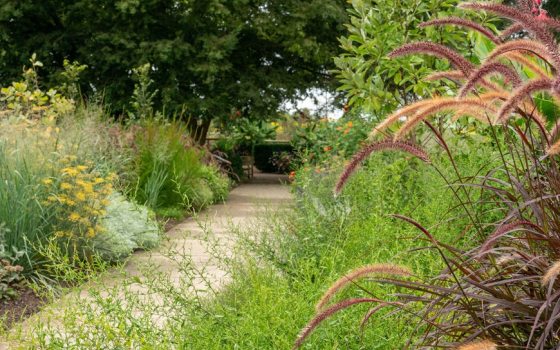 a pathway lined with lush summer grasses 