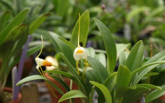 close up image of a white and yellow Masdevallia chuspipatae orchid