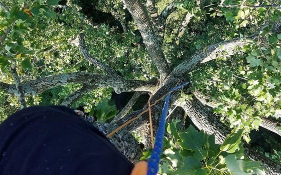 view from atop a tree from an arborist