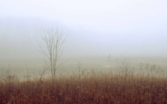 a field of brown winter grasses with a thick layer of fog in the background 