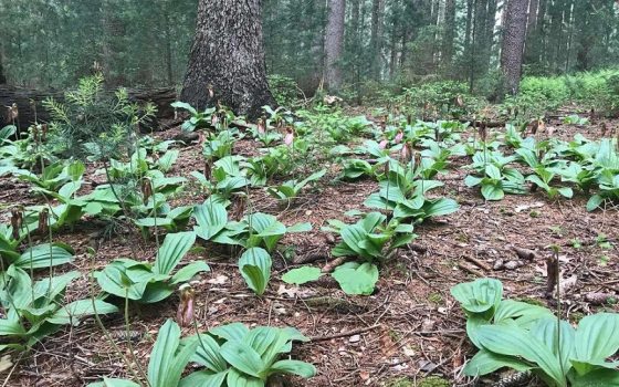 a cluster of wild orchids covering the ground in a forest 