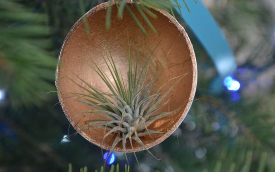Tremendous Tillandsia: How to Care for These Gems | Longwood Gardens
