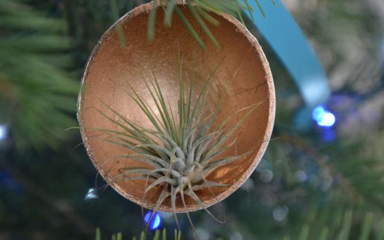 close up of an air plant ornament 