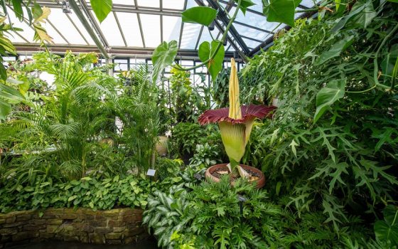 The Scent-sational Story of Sprout | Longwood Gardens