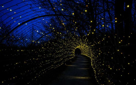 Tunnel Vision | Longwood Gardens