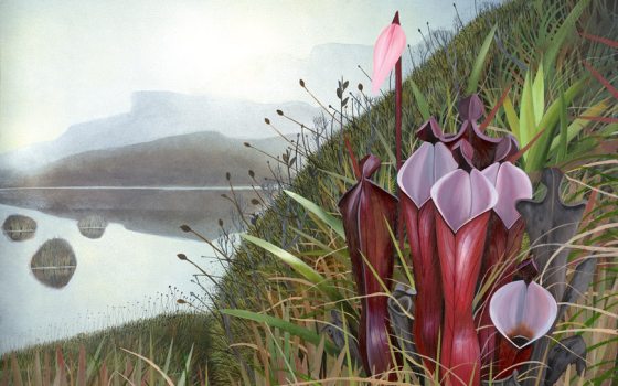 Painting of large hollow red plants with pitcher-like openings on a green hillside with misty hills in the background