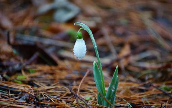 A delicate white bud dangles from a small, spring green flower stem on a field of pine needles