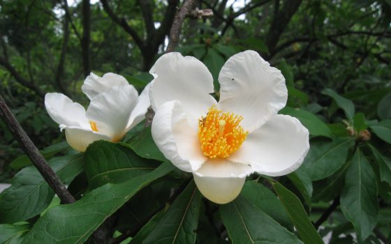 White petaled flower with orange center and green leaves.