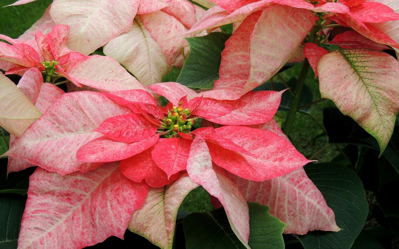The Poinsettia: An Evolving Tradition Longwood Gardens