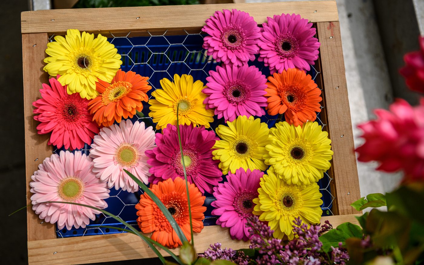 Continuing Education Certificate Programs Longwood Gardens