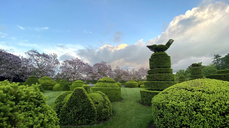 Lush green topiary in various shapes stand among each other in an area of green grass against a blue sky