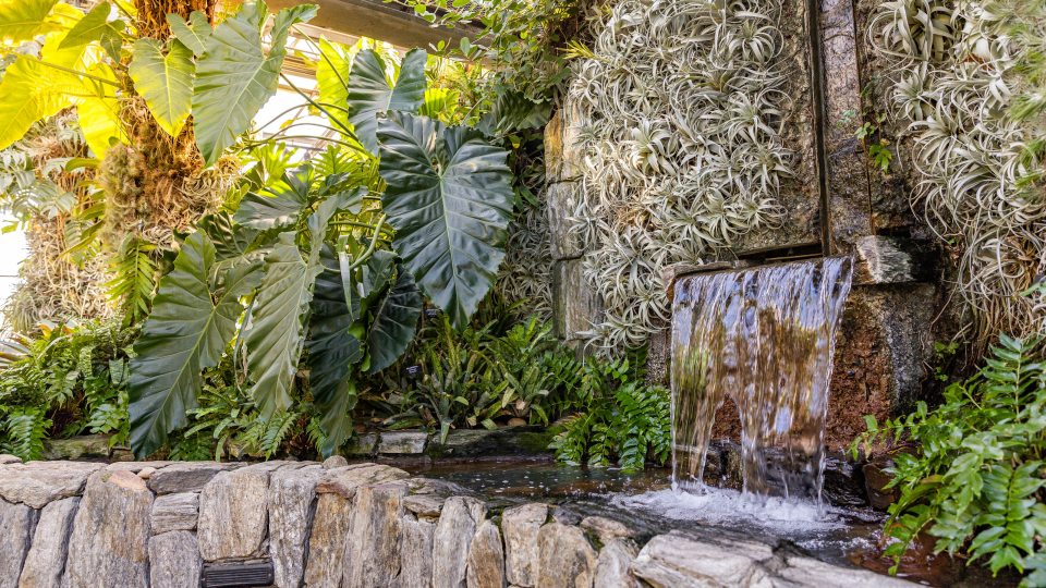 A small waterfall empties into an indoor pool surrounded by large green tropical plants
