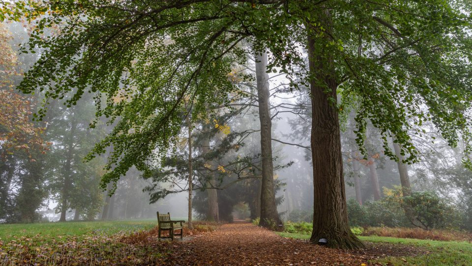 A pathway of wood chips leads to a wooden bench among a line of large trees surrounded by fog
