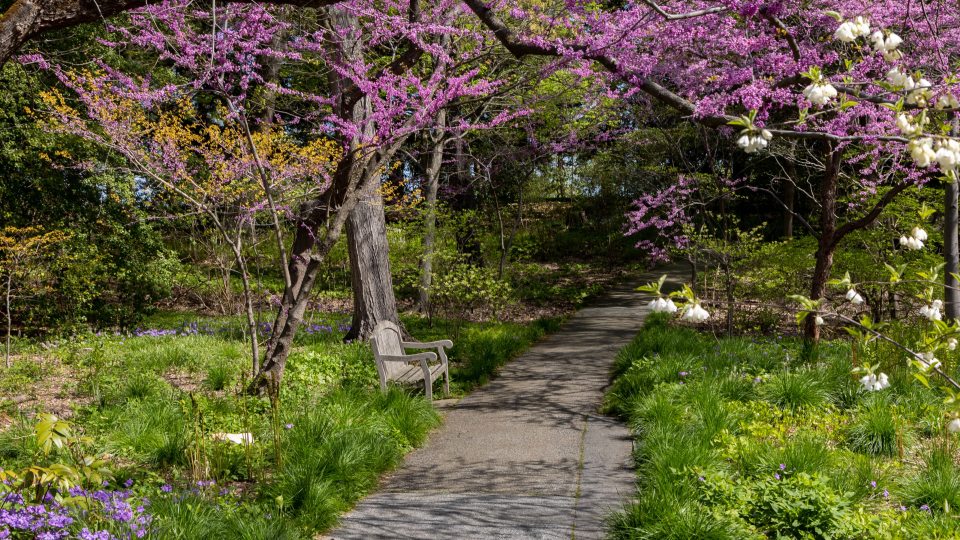 A small path leads into a small wood headed by two flowering redbud trees with purple blooms