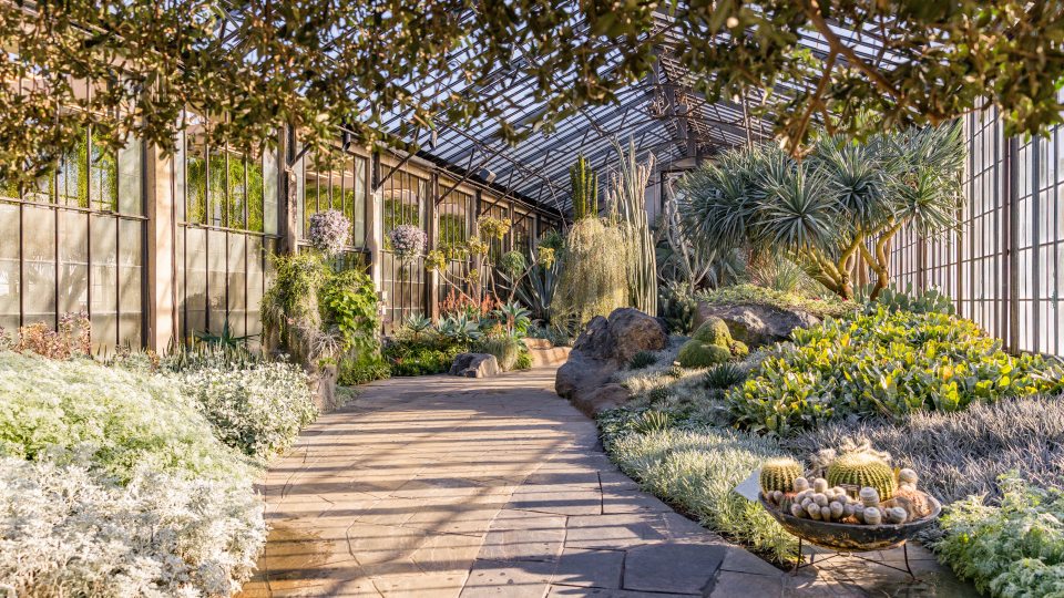 morning sun shines through glass windows into a conservatory room filled with desert plants along a stone pathway