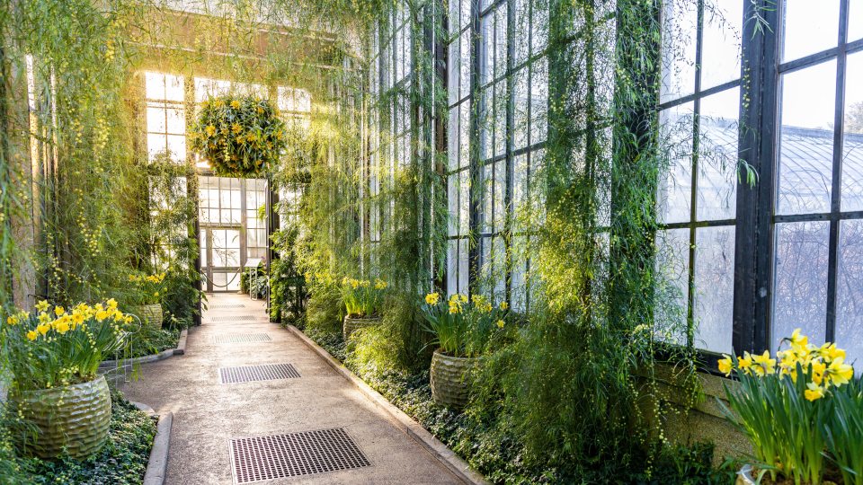 sun shines through glass windows into a long hallway with green plants, yellow flowers, and hanging baskets
