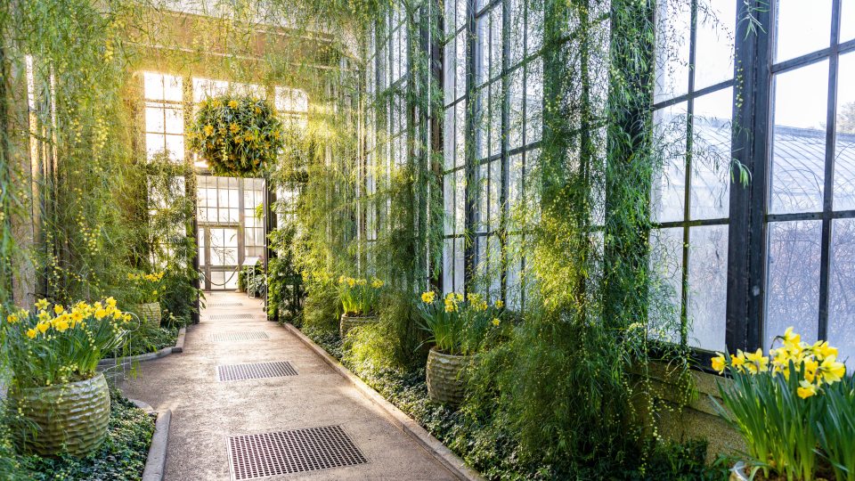 sun shines through glass windows into a long hallway with green plants, yellow flowers, and hanging baskets