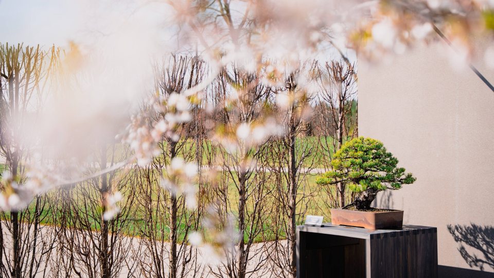 Outdoor bonsai viewed through overhanging branches of cherry blossoms.