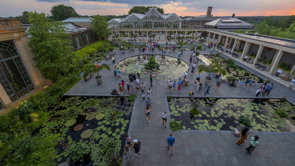 Wide view of guests strolling an outdoor court of waterlily pools at sunset, surrounded by conservatory buildings.
