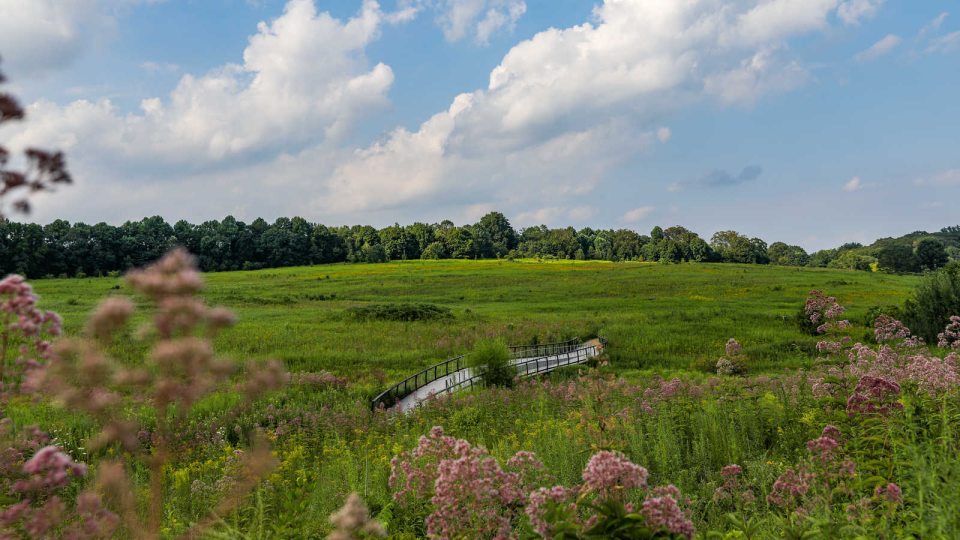 Meadow Garden | Longwood Gardens