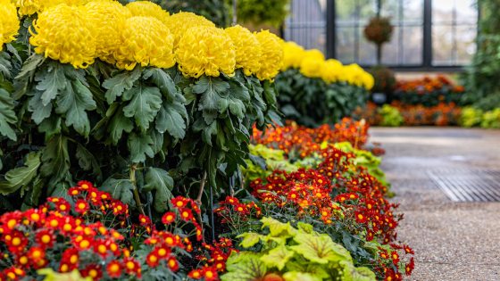 a row of yellow chrysanthemums