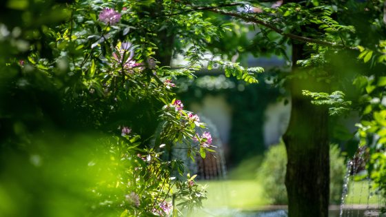  a view through an overhanging green branch of pink rhododendron blossoms reveals a lush green fountain garden
