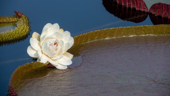 close up of a waterlily platter with a white lotus flower