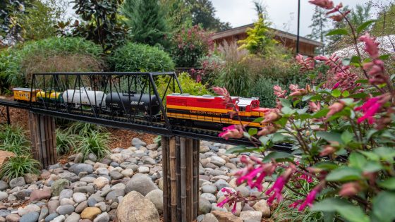a red and yellow Kansas City Southern engine pulls a miniature train of 4 additional cars over a bridge through a garden landscaped with stone, varied foliage, and pink blooms