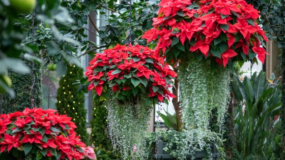 hanging baskets of red poinsettias