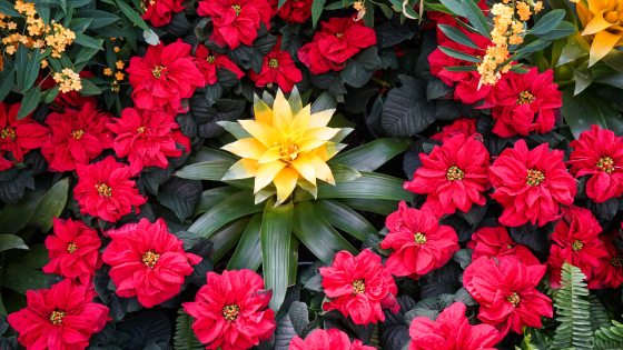 a ring of red poinsettias surround a yellow bloom