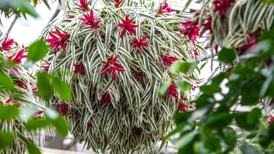 closeup of hanging basket with green and white spear-shaped leaves and red blooms