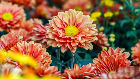 Closeup of pale to bright orange anenome chrysanthemums with bright yellow centers.