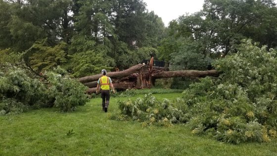 A person in a safety vest approaching a large fallen tree. 
