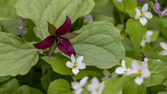 Closeup of trillium in bloom, with three deep red petals alternating with three greenish petals, amid broad mid-green foliage; small five-petaled white flowers also in bloom.