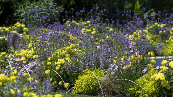 A profusion of purple and yellow flowers border an outdoor garden walk.
