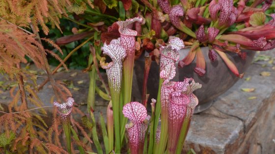 Closeup of plants with tubular green stems turning to veined and speckled red and pink hooded mouth-like top.