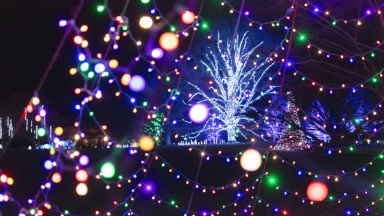 One large deciduous tree and other background trees are lit with Christmas lights, as viewed through closeup strands of colored Christmas lights in the foreground.
