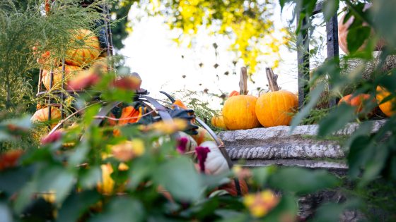 Leaves catch the sunlight and arch over pumpkins on a stone wall, and colorful gourds and pumpkins fill a metal sphere and tower.