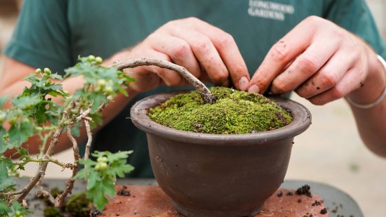 A person potting a bonsai in a brown pot topped with moss.