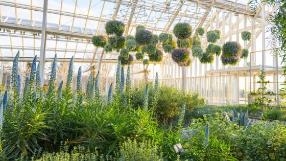 Hanging baskets of small purple flowers are met by ascending spikes of blue flowers in a sunlit conservatory.