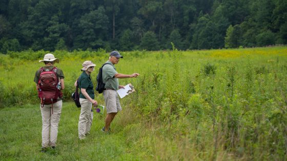 Three people holding clipboards and wearing backpacks, in a meadow looking at plants.