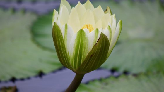 An almost unfurled white waterlily growing in a pool, surrounded by green leaves.