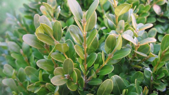 A close up of a boxwood shrub, featuring small light green oval leaves. 