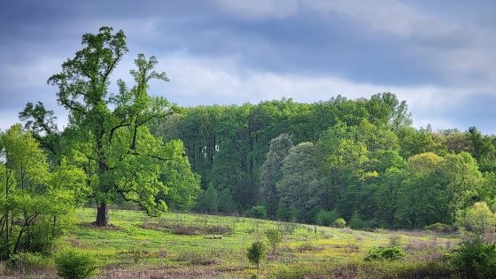A vista of a meadow garden in summer.
